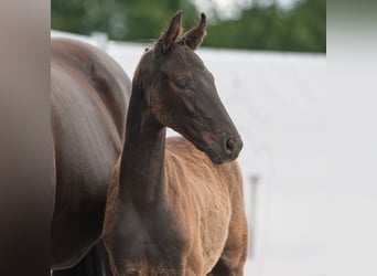 Westfalisk häst, Hingst, Föl (03/2024), Rökfärgad svart