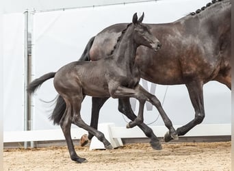 Westfalisk häst, Hingst, Föl (05/2024), Rökfärgad svart