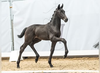 Westfalisk häst, Hingst, Föl (05/2024), Rökfärgad svart