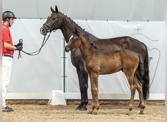 Westfalisk häst, Hingst, Föl (04/2024), Rökfärgad svart