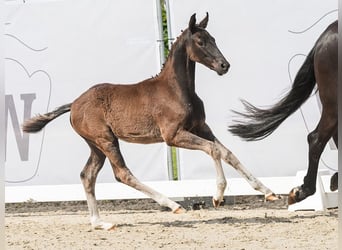 Westfalisk häst, Hingst, Föl (03/2024), Rökfärgad svart