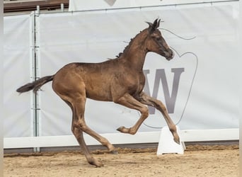 Westfalisk häst, Hingst, Föl (04/2024), Rökfärgad svart