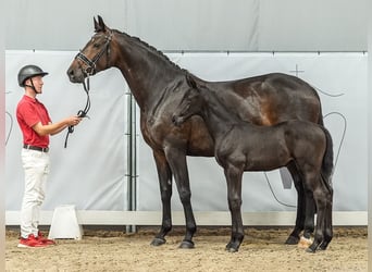 Westfalisk häst, Hingst, Föl (05/2024), Rökfärgad svart