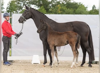 Westfalisk häst, Hingst, Föl (03/2024), Rökfärgad svart