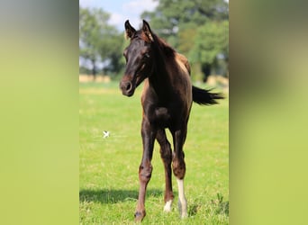 Westfalisk häst, Hingst, Föl (04/2024), Rökfärgad svart