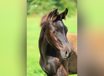 Westfalisk häst, Hingst, Föl (04/2024), Rökfärgad svart