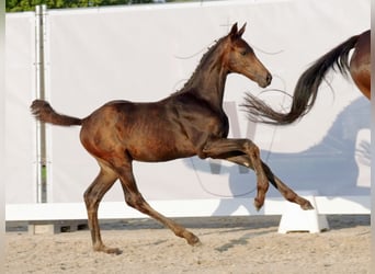 Westfalisk häst, Hingst, Föl (05/2023), Rökfärgad svart