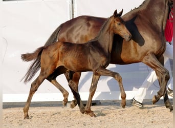 Westfalisk häst, Hingst, Föl (05/2023), Rökfärgad svart