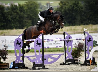 Westfalisk häst, Hingst, Föl (06/2024), Rökfärgad svart