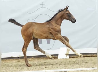 Westfalisk häst, Hingst, Föl (05/2024), Rökfärgad svart
