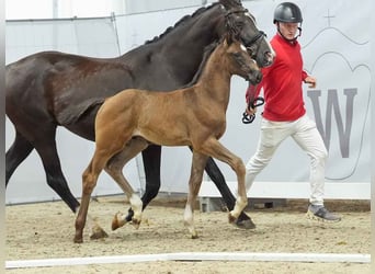 Westfalisk häst, Hingst, Föl (05/2024), Rökfärgad svart