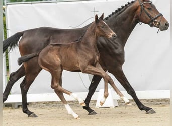 Westfalisk häst, Hingst, Föl (05/2024), Rökfärgad svart