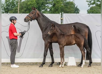 Westfalisk häst, Hingst, Föl (05/2024), Rökfärgad svart