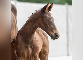 Westfalisk häst, Hingst, Föl (05/2024), Rökfärgad svart