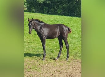Westfalisk häst, Hingst, Föl (04/2023), Svart