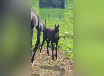 Westfalisk häst, Hingst, Föl (04/2023), Svart