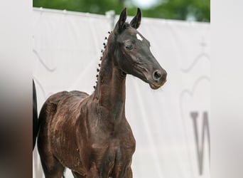 Westfalisk häst, Hingst, Föl (03/2024), Svart