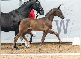 Westfalisk häst, Hingst, Föl (04/2024), Svart