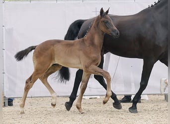 Westfalisk häst, Hingst, Föl (04/2023), Svart