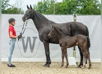 Westfalisk häst, Hingst, Föl (05/2024), Svart