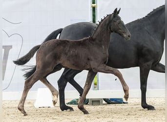 Westfalisk häst, Hingst, Föl (03/2024), Svart