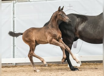 Westfalisk häst, Hingst, Föl (04/2024), Svart