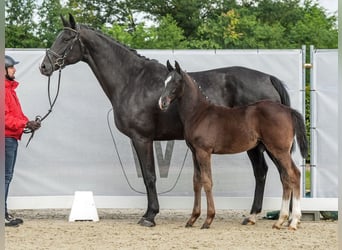 Westfalisk häst, Hingst, Föl (03/2024), Svart