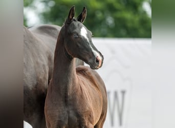 Westfalisk häst, Hingst, Föl (03/2024), Svart