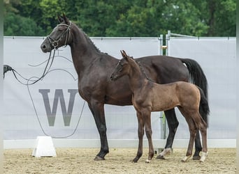 Westfalisk häst, Hingst, Föl (05/2024), Svart