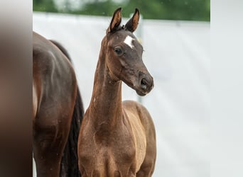 Westfalisk häst, Hingst, Föl (05/2024), Svart