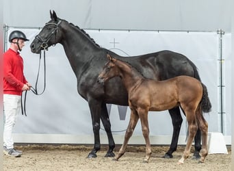 Westfalisk häst, Hingst, Föl (04/2024), Svart