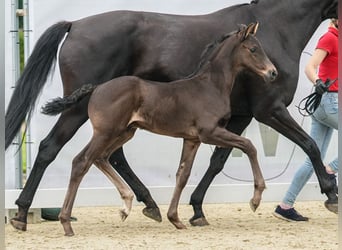 Westfalisk häst, Hingst, Föl (05/2024), Svart