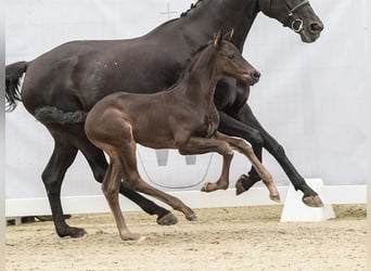 Westfalisk häst, Hingst, Föl (05/2024), Svart