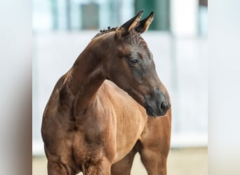 Westfalisk häst, Hingst, Föl (04/2024), Svart