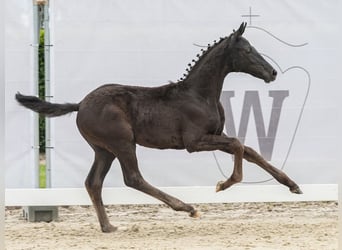 Westfalisk häst, Hingst, Föl (03/2024), Svart