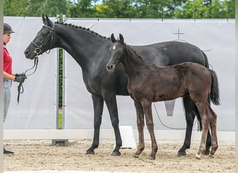 Westfalisk häst, Hingst, Föl (03/2024), Svart