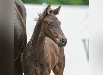 Westfalisk häst, Hingst, Föl (05/2024), Svart