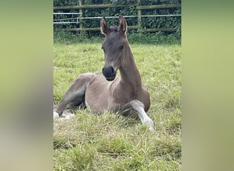 Westfalisk häst, Hingst, Föl (06/2024), Svart