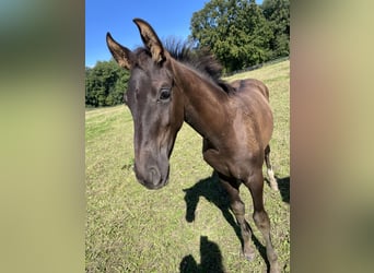 Westfalisk häst, Hingst, Föl (06/2024), Svart