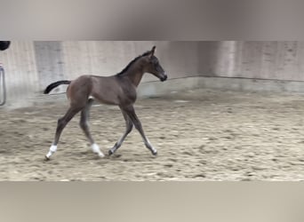 Westfalisk häst, Hingst, Föl (06/2024), Svart