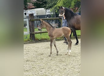 Westfalisk häst, Hingst, Föl (06/2024), Svart