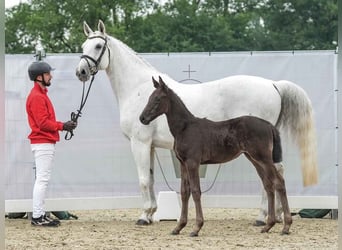 Westfalisk häst, Hingst, Föl (03/2024), Svart