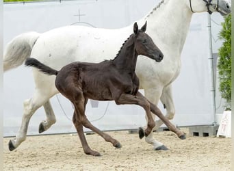 Westfalisk häst, Hingst, Föl (03/2024), Svart