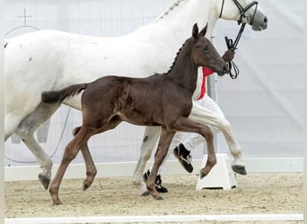 Westfalisk häst, Hingst, Föl (03/2024), Svart