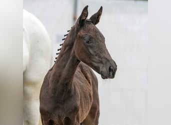 Westfalisk häst, Hingst, Föl (03/2024), Svart