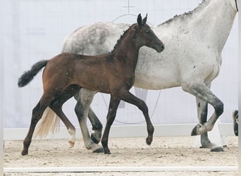 Westfalisk häst, Hingst, Föl (04/2024), Svart