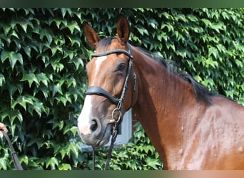 Westfalisk häst, Sto, 10 år, 165 cm, Brun