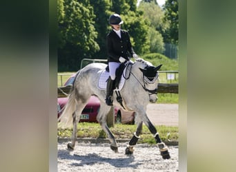 Westfalisk häst, Sto, 10 år, 167 cm, Grå