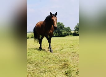 Westfalisk häst, Sto, 10 år, 168 cm, Brun