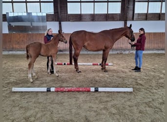 Westfalisk häst, Sto, 10 år, 170 cm, fux